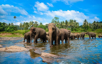 Elephant Orphanage